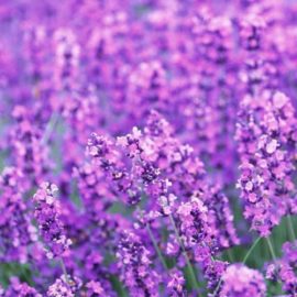 Lavendel-olie-aanbieding