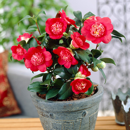Camellia japonica - Altura 45 cm en varios colores  |  ¡Ofertas a precios de OUTLET!