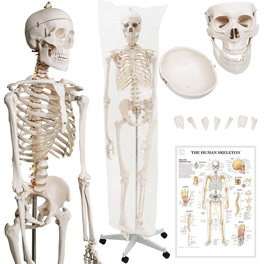Dessin anatomique du squelette humain et détail d'un os long. (Adapté