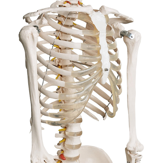 mat heroïsch Intuïtie Levensgroot Menselijk Anatomie Skelet - 181,5cm - Medisch Model - Mobiel  door middel van Wieltjes - Webshop-outlet.nl | Aanbiedingen tegen OUTLET  prijzen!